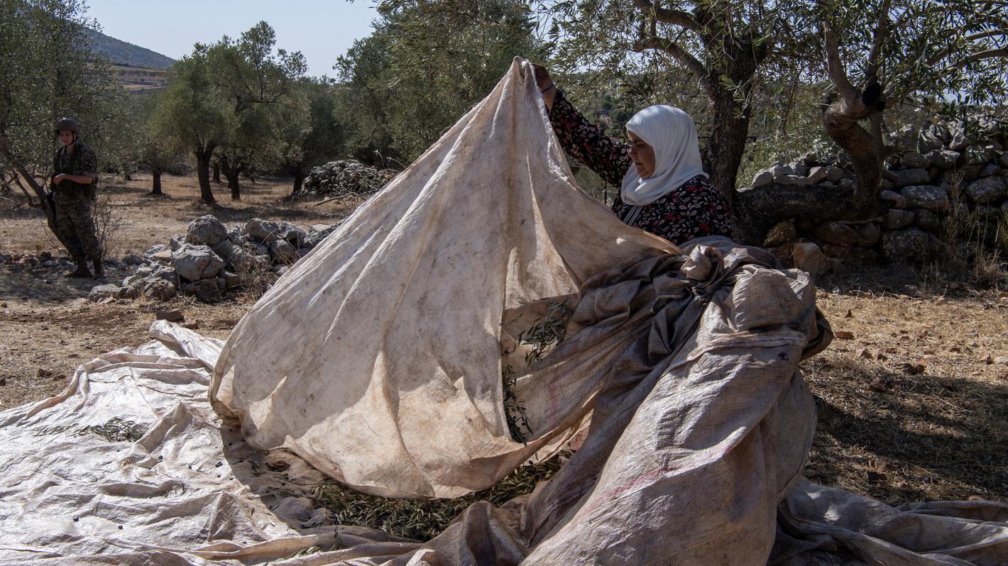 UNIFIL and LAF secure olive harvests near Blue Line